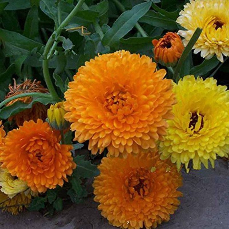Mozette Calendula mix Seed  (96 per packet)