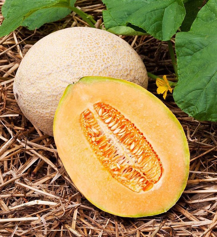 WILLVINE HUA-219 Jumbo Cantaloupe/Muskmelon Melon Seed  (200 per packet)