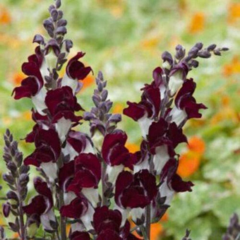 CYBEXIS Antirrhinum Night and Day Seed  (50 per packet)