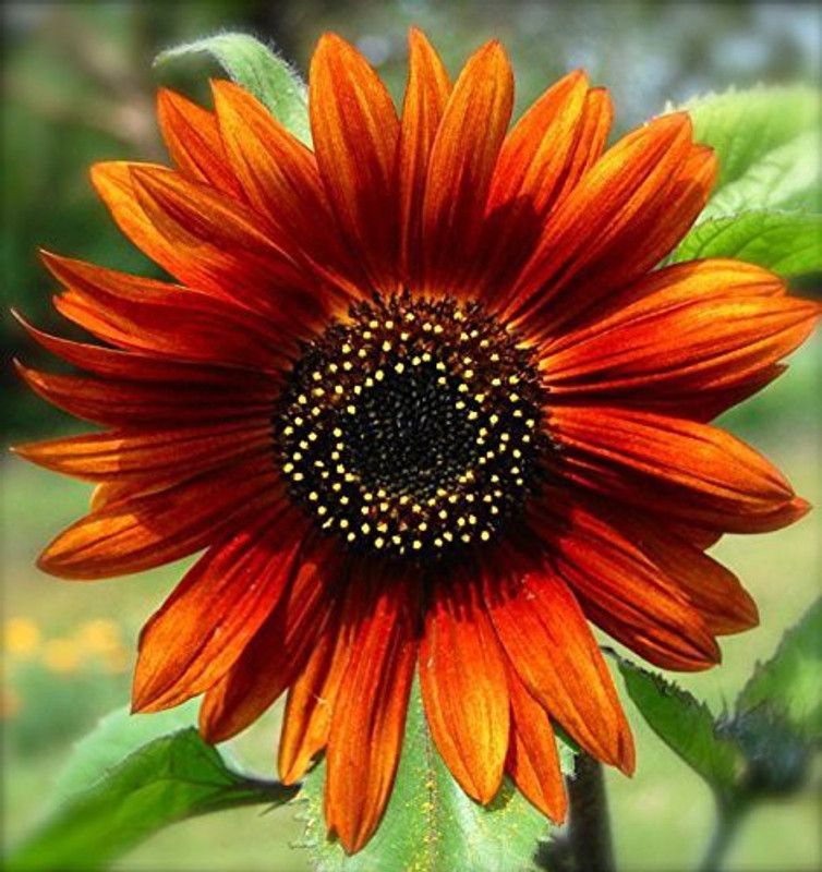 KANAYA Sunflower Tall Flower Seed  (60 per packet)