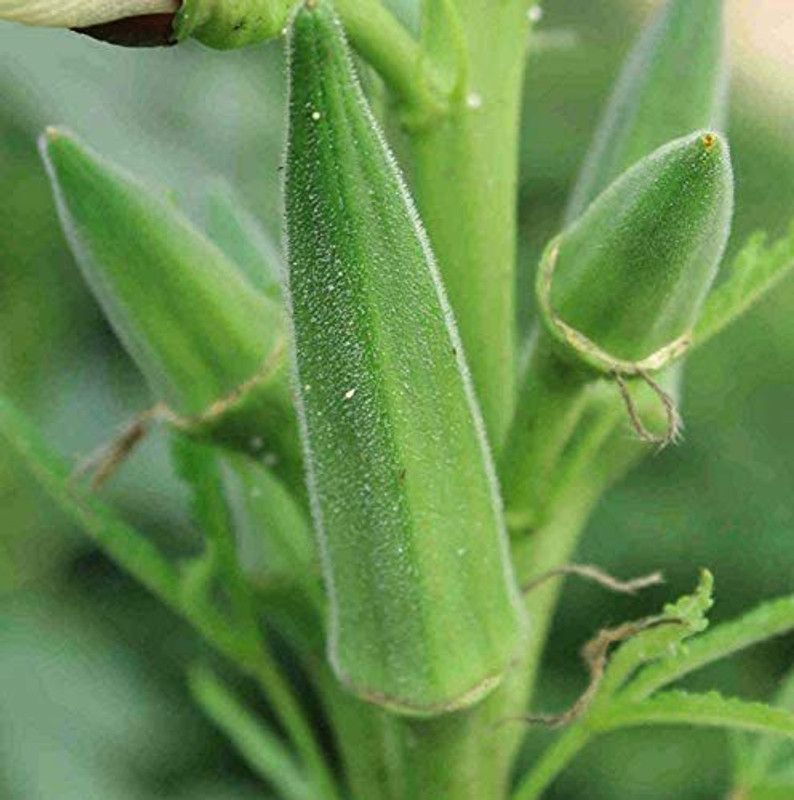 MKR Enterprises Red Okra Seed  (590 per packet)
