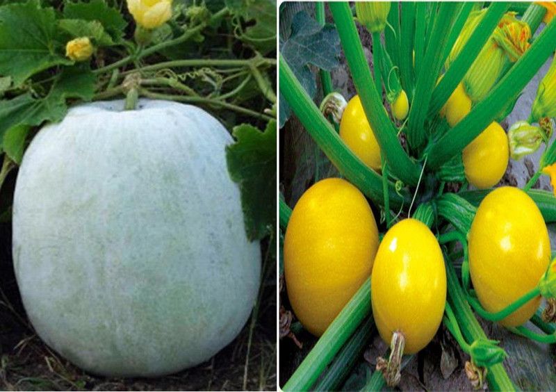 WILLVINE Ash Gourd Mithai Petha and Zucchini (Squash) Round Yellow (Hybrid) Seed Seed  (100 per packet)