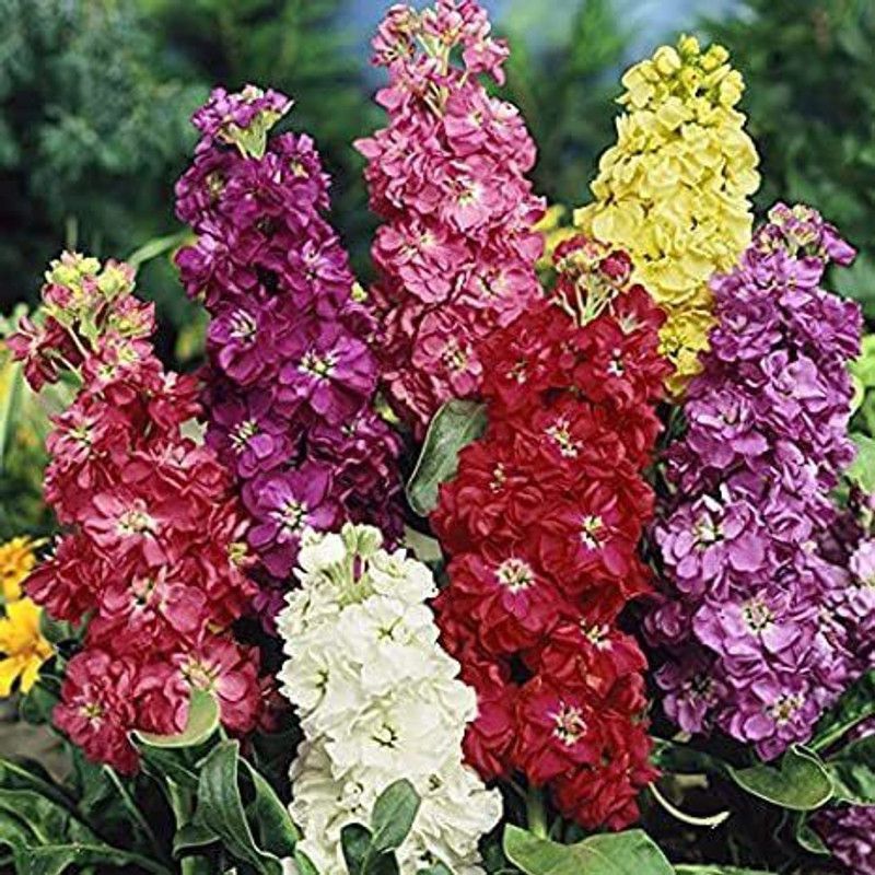 KANAYA Ten - Week Stock Flower Seed  (90 per packet)