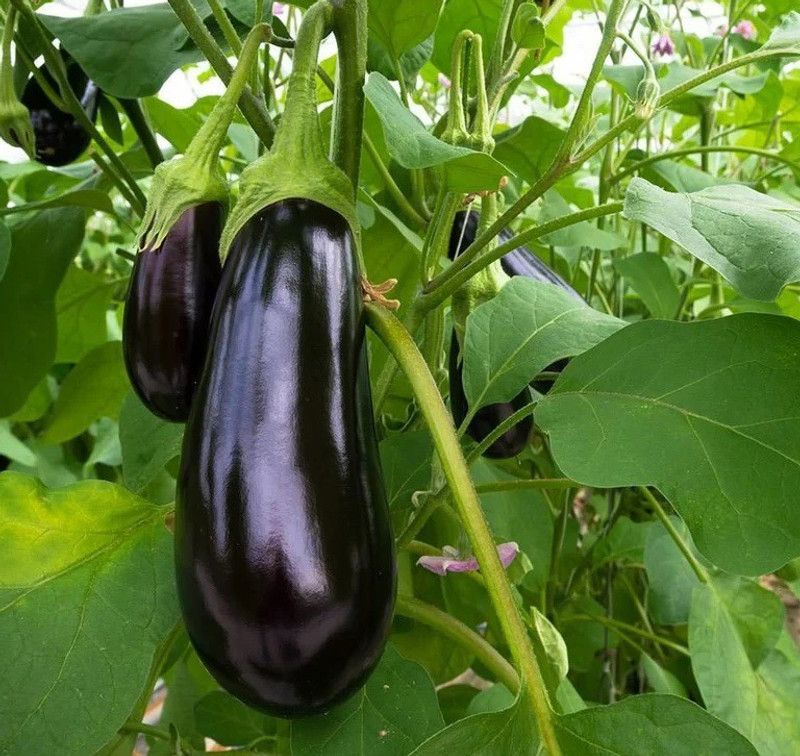 UGRA Organic Eggplant Black Beauty Seed  (400 per packet)