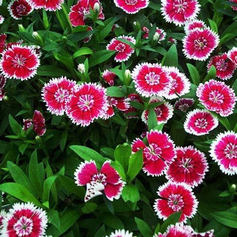 JRYU Dianthus Mixed (Hybrid) Seed  (25 per packet)