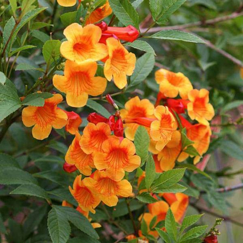 minatigreenhouse Tecoma Plant  (Hybrid, Pack of 1)