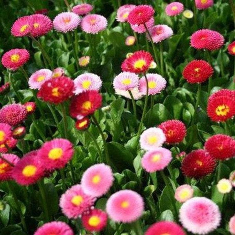 XOLDA Exotic Daisy Mix Flower Seed  (87 per packet)