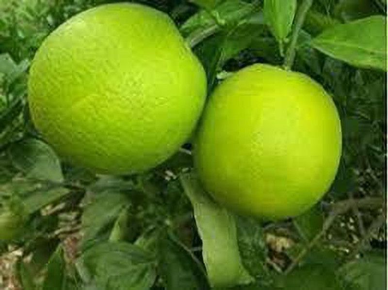 MKR Enterprises Mosambbi Seed  (150 per packet)