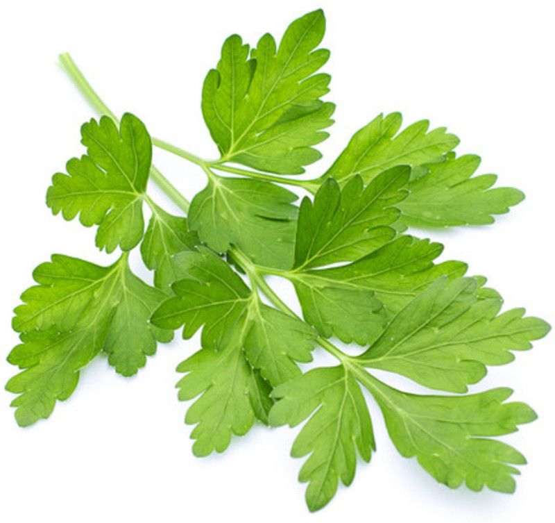 XOLDA Coriander Seed  (90 per packet)