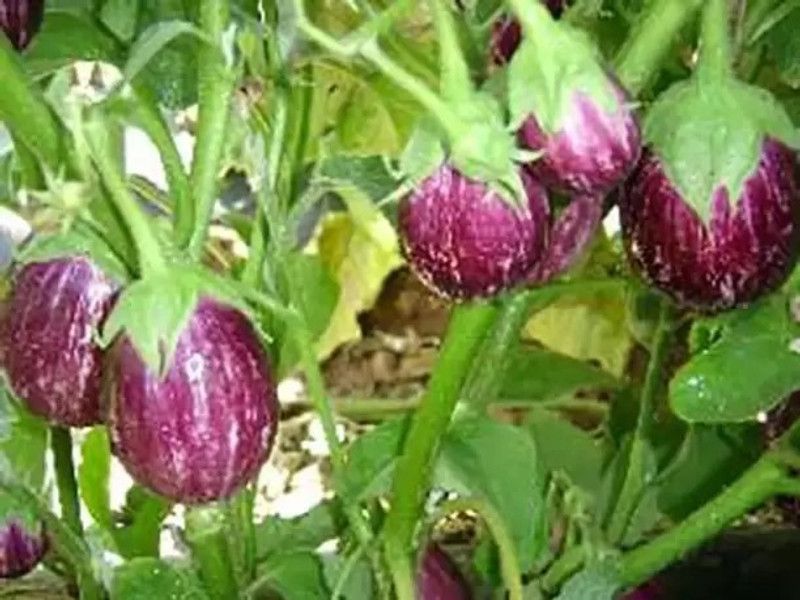 Aro Brinjal CVK, Brinjal Purple round, Eggplant Seed  (190 per packet)