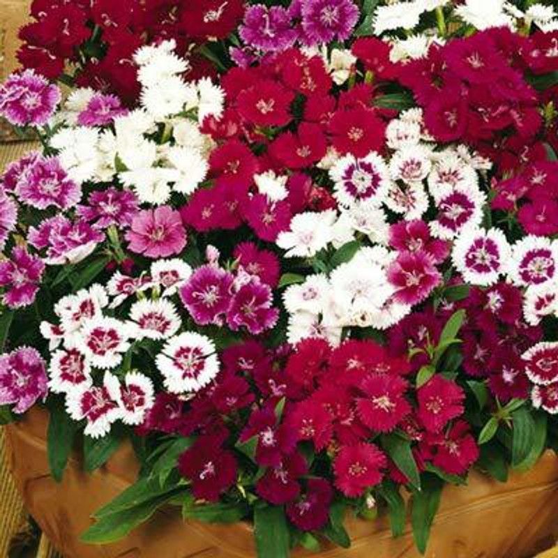 JRYU Dianthus Babydoll Mixed Flower Seeds For Kitchen Gardening Seed  (15 per packet)