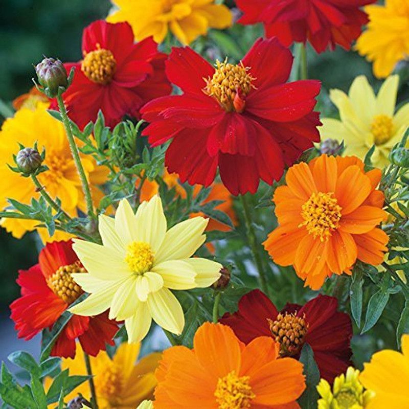 KANAYA Cosmos Seed  (60 per packet)