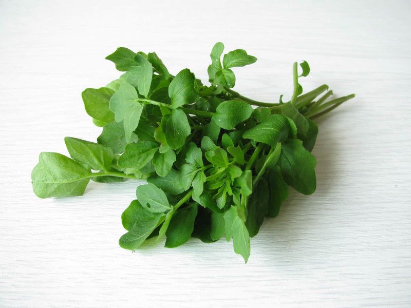 Nodoc WaterCress Seed  (50 per packet)