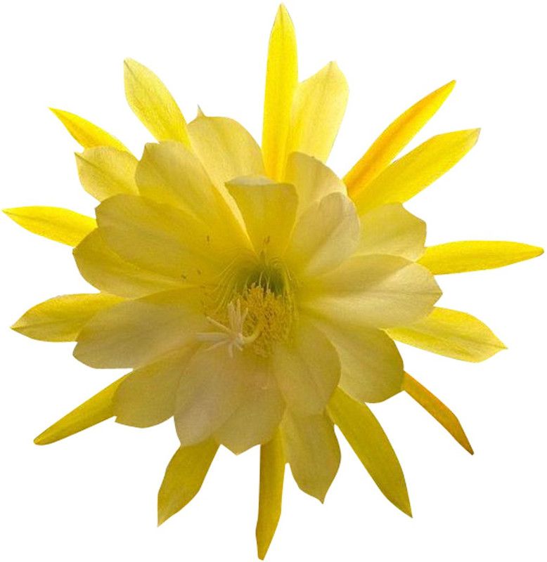 Futaba Rare Cactus Garden Flower Yellow - 100 pcs Seed  (100 per packet)