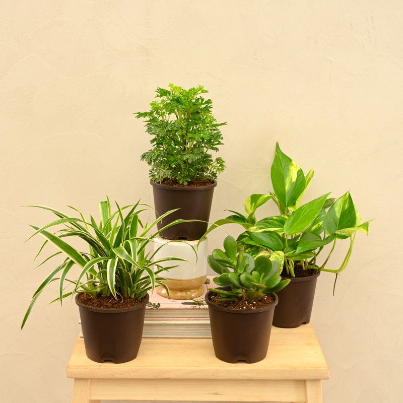 Plantoos Spider Plant  (Pack of 1)