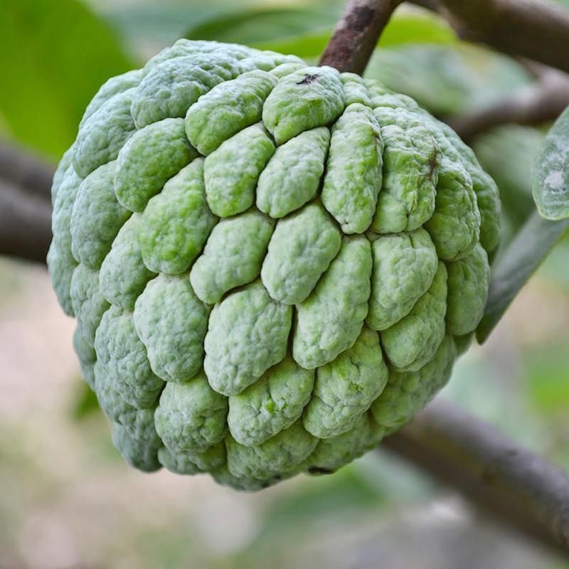 Nodoc Custard Apple Hybrid Seed  (56 per packet)