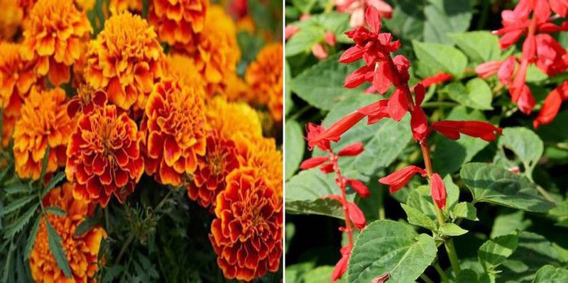 dreamseawaves French Marigold Summer & Saliva Seed  (20 per packet)