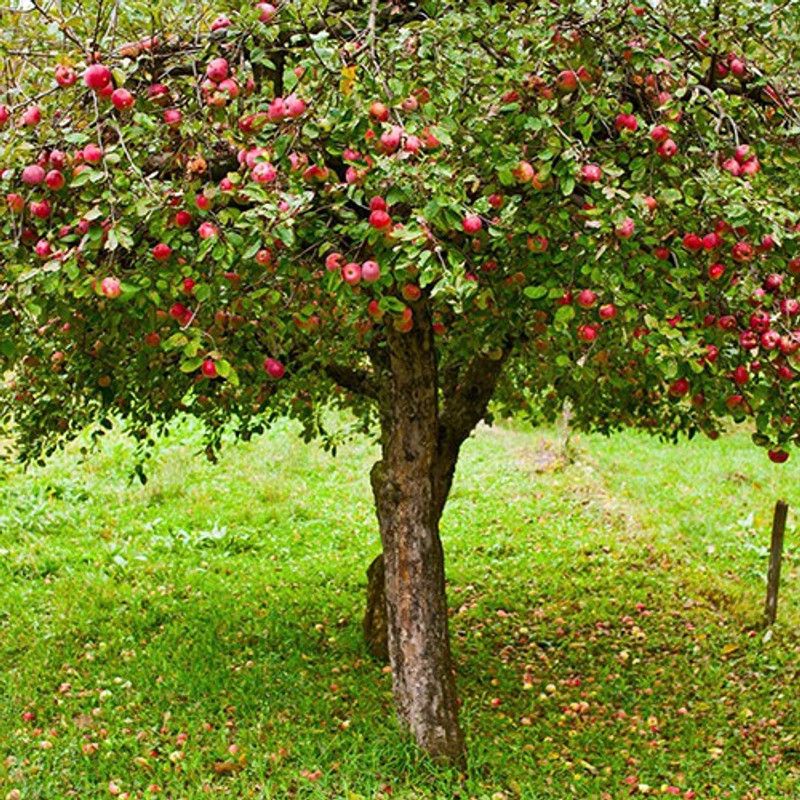Trothic Apple Plant  (Hybrid, Pack of 1)