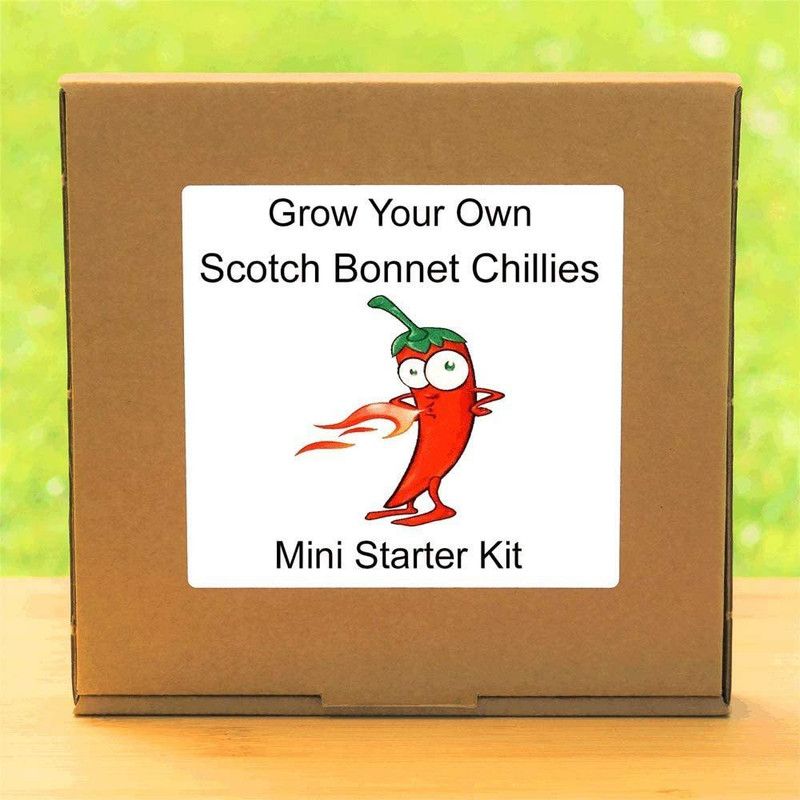 CYBEXIS Hot Chillies Plant Kit Seed  (5 g)