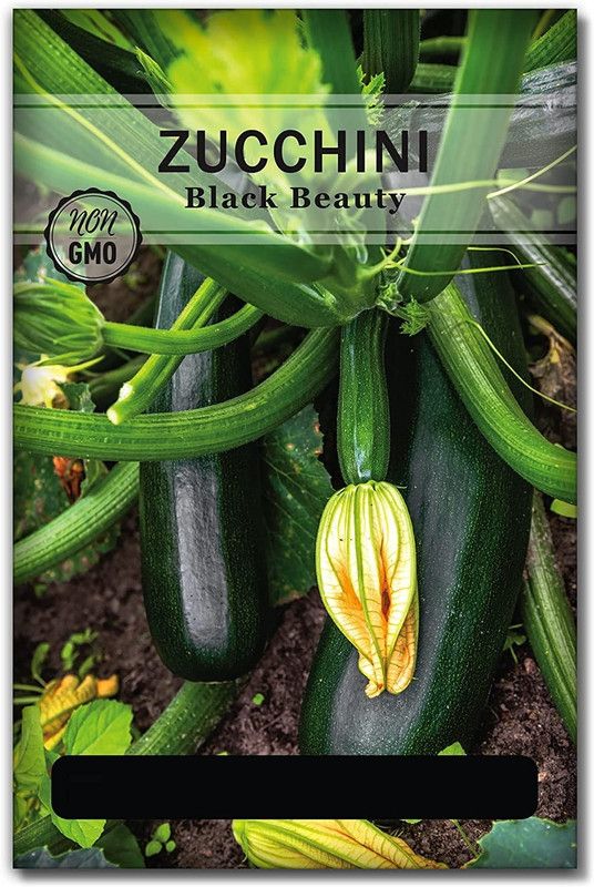 WILLVINE Black Beauty Zucchini Seeds Seed  (2500 per packet)