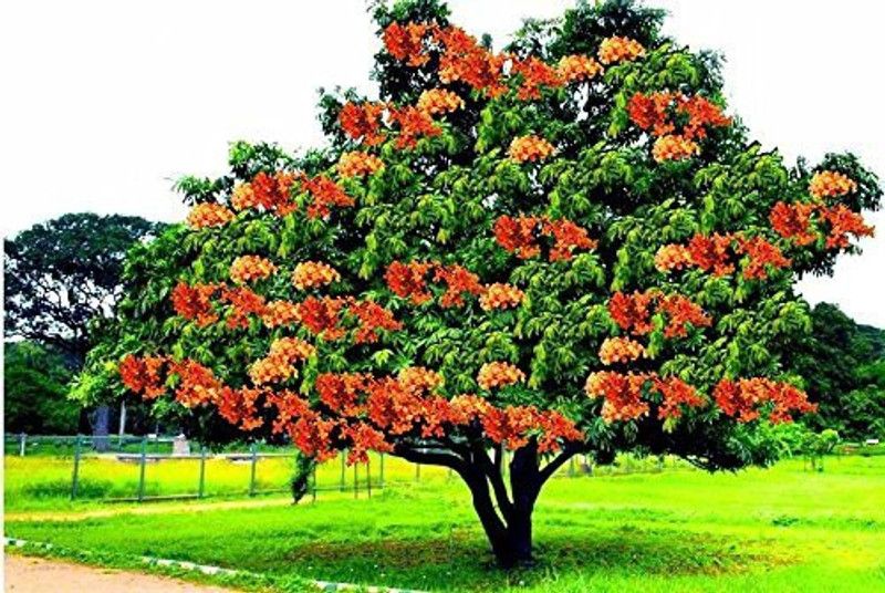 APRIX Plumeria Plant  (Pack of 1)