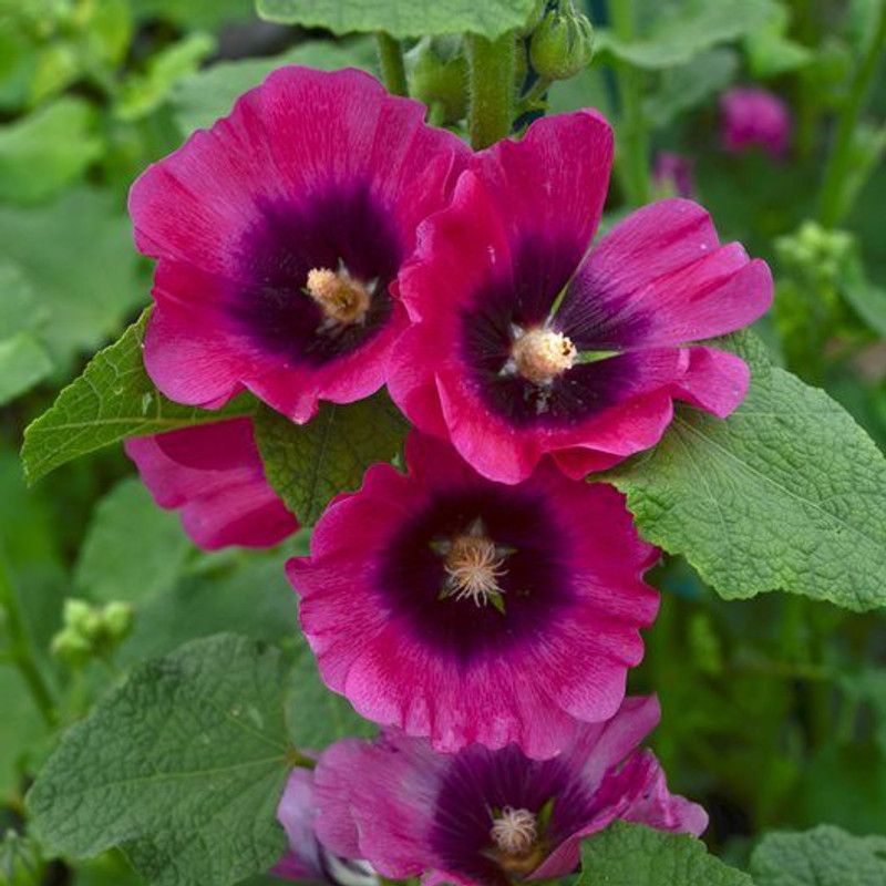 Mozette Hollyhock flower Seed  (38 per packet)