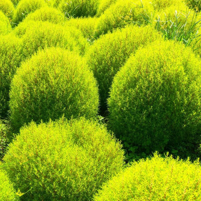 PMB Hybrid Kochia Seed  (75 per packet)