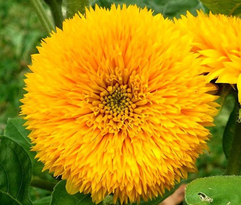 Mozette Sunflower Teddy Bear Seed  (25 per packet)