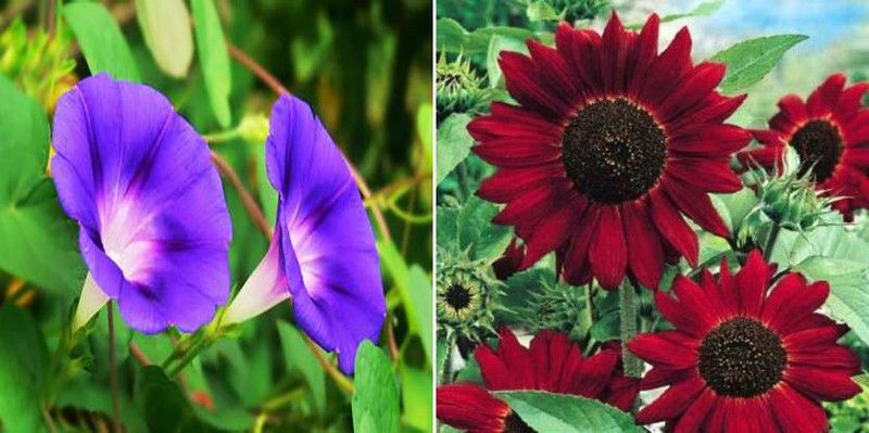 xcentax Morning Glory & sunflower red Seed  (20 per packet)