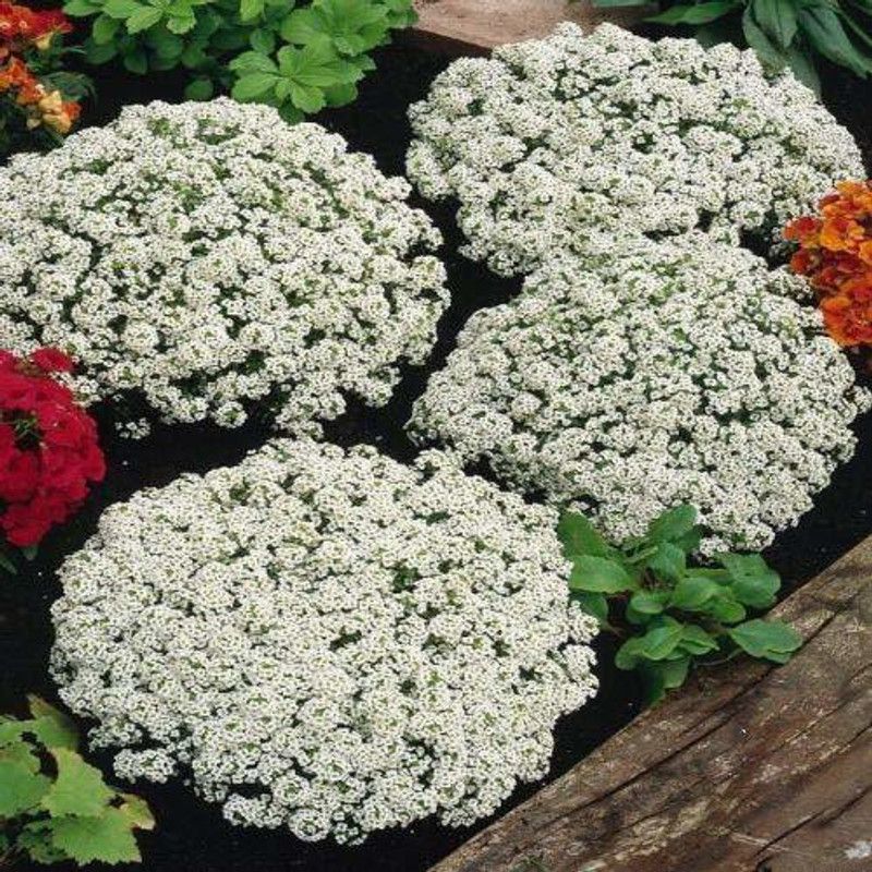 CYBEXIS Flower Seeds Alyssum Royal Carpet Seed  (1 g)