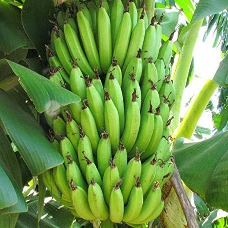 Earth Angels Banana Plant  (Hybrid, Pack of 1)