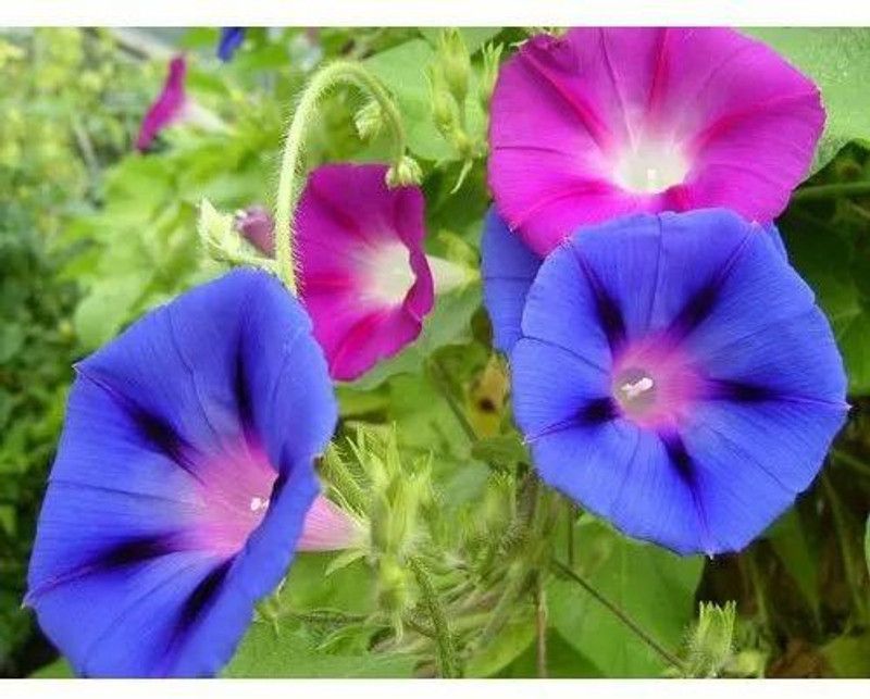 Mozette Morning glory mix flower Seed  (25 per packet)