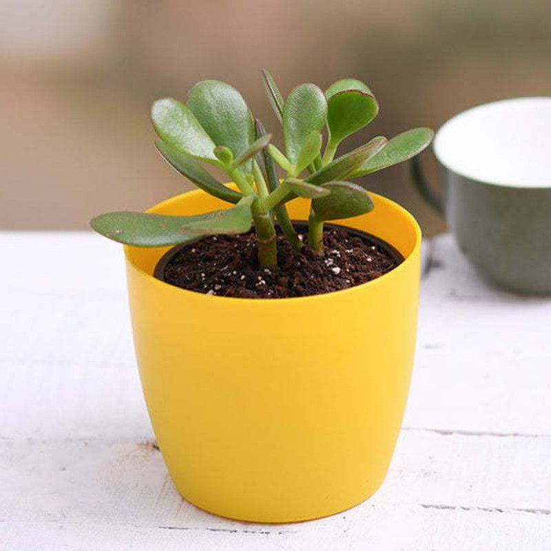 Tajplantshub Crassula Plant  (Hybrid, Pack of 1)