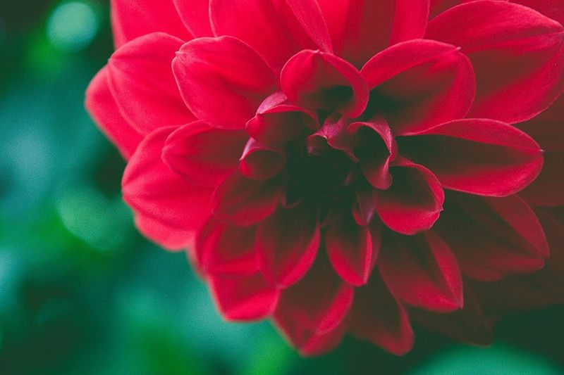 CYBEXIS Hybrid Mix Dahlia Seeds Seed  (50 per packet)