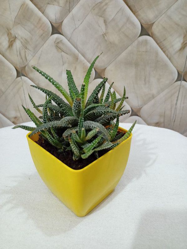 Nature's Greengrow India Haworthia Cactus  (Pack of 1)