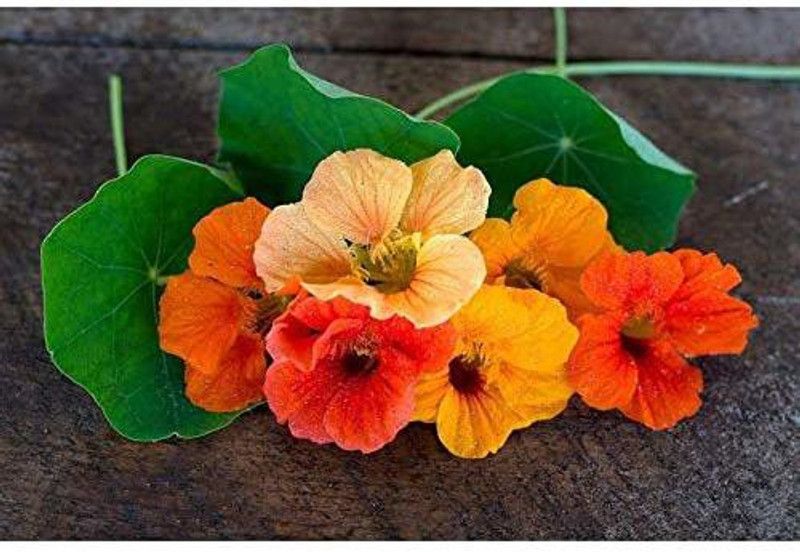 CYBEXIS Nastratium (Jewel Mix Green Leaf) Seed  (50 per packet)
