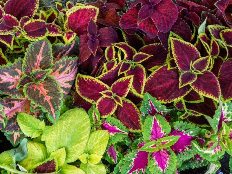 PMB Coleus Rainbow Mixed Seed  (85 per packet)