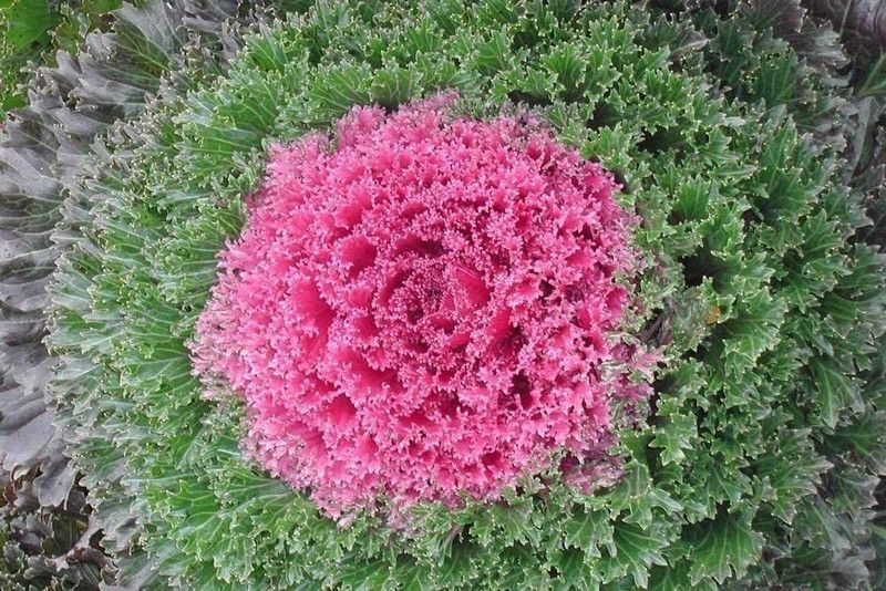 CYBEXIS Flowering Kale Flowering Cabbage - Kamome Pink Seed  (1 g)