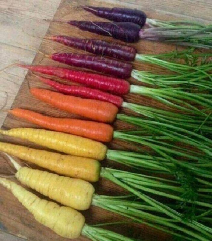 WILLVINE Colorful Carrots Mix Seed  (1000 per packet)