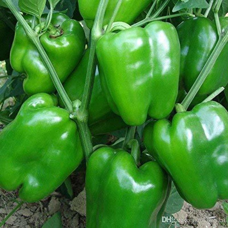 Paudha Green capsicum Seed  (35 per packet)