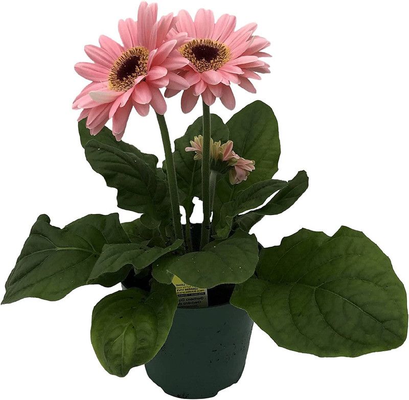 WILLVINE XLL-13 Daisies Pink Seeds Seed  (100 per packet)