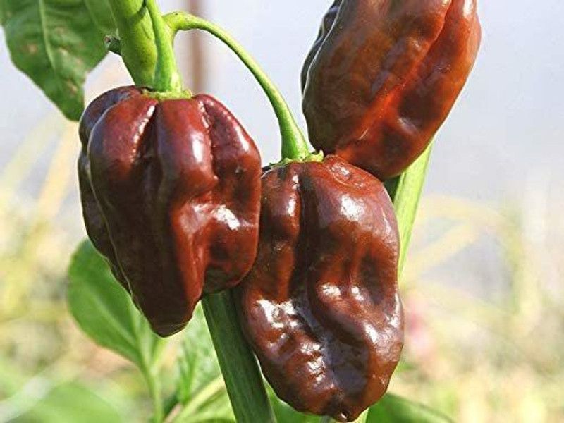 Qualtivate ® HOT Chilli Pepper - Habanero Chocolate Seeds Seed  (500 per packet)
