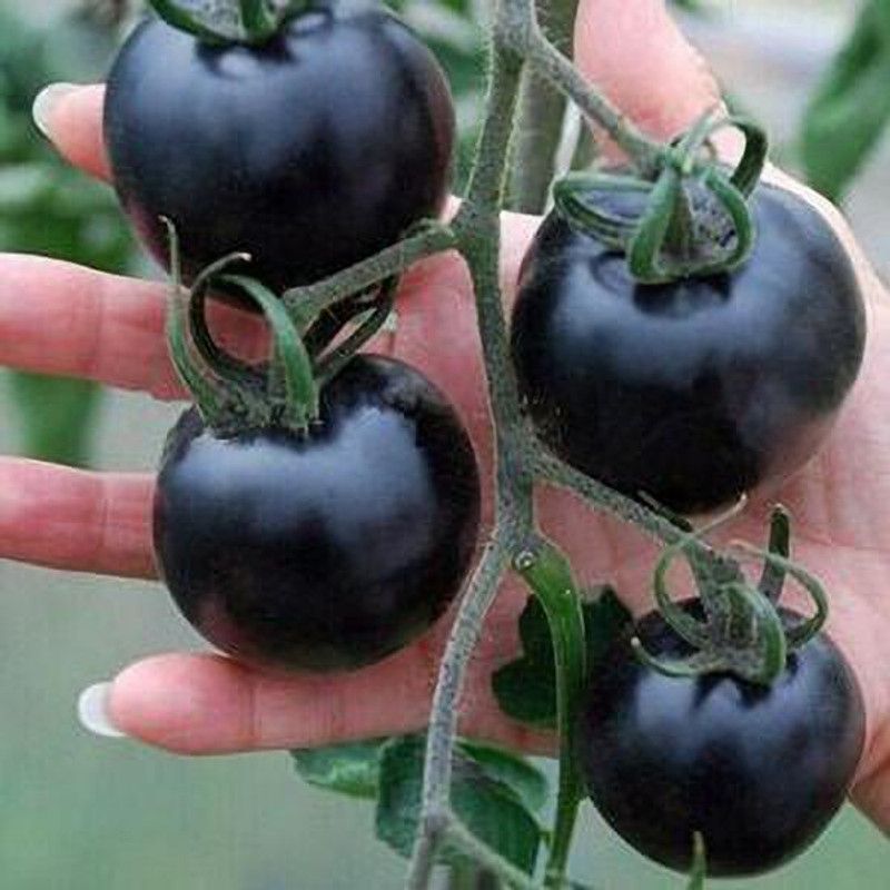 MKR Enterprises Tomato Seed  (200 per packet)