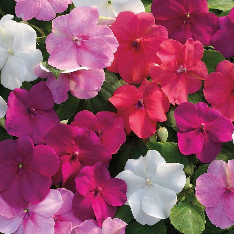 XOLDA Impatients Flower Seed  (45 per packet)