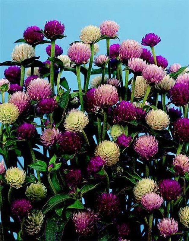 XOLDA Exotic gomphrena Seed  (14 per packet)