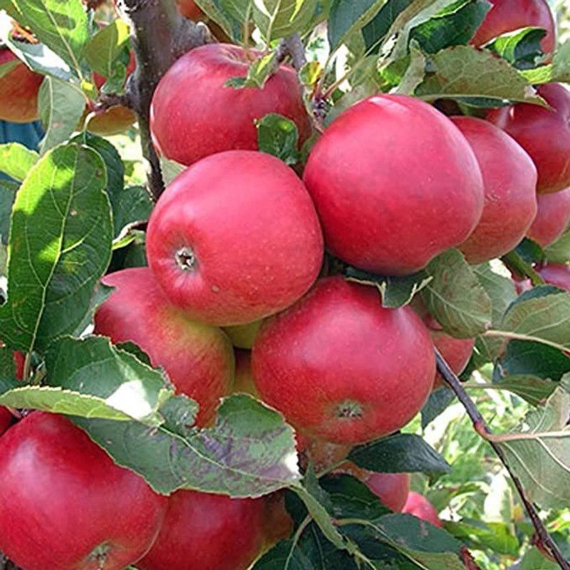 ORETIC Apple Plant  (Hybrid, Pack of 1)