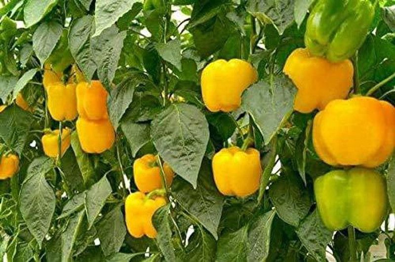 JRYU Capsicum(Shimla Mirch) Seed  (20 per packet)