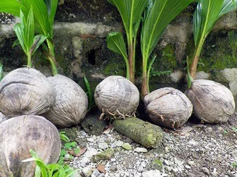 Zomoloco Coconut Plant  (Hybrid, Pack of 1)