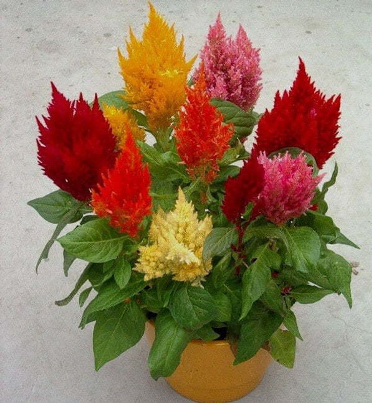 ZIXA Celosia Plumosa – Flowering plants Seed  (20 per packet)