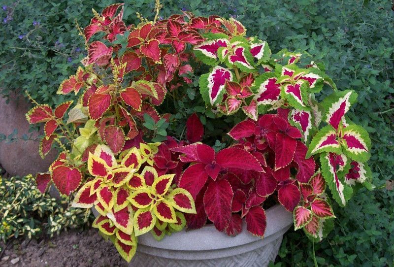KANAYA Coleus Rainbow Mix Color Flower Seed  (80 per packet)